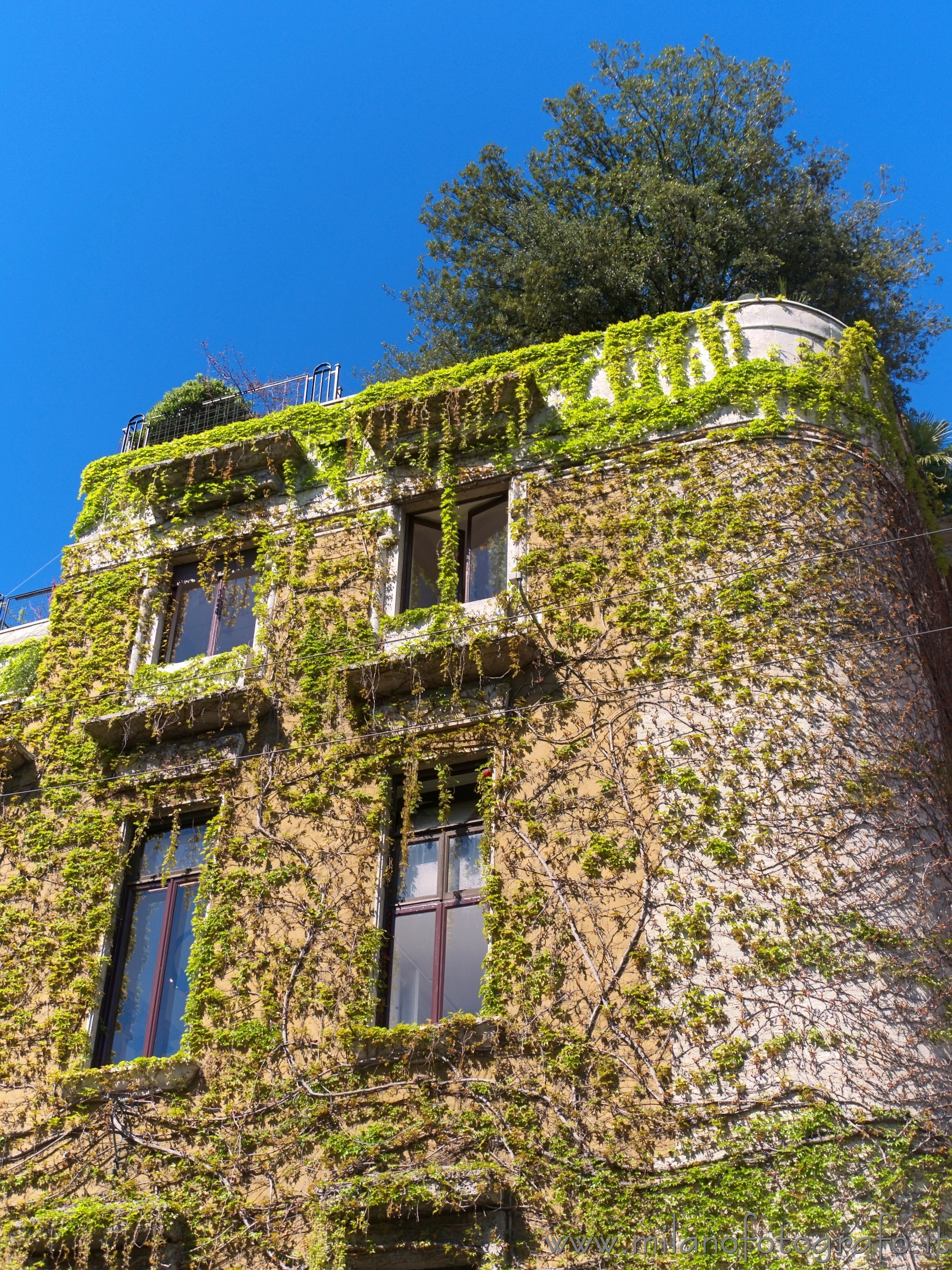 Milano - Villa Rasini ricoperta di piante rampicanti